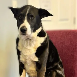 Shiloh the office dog
